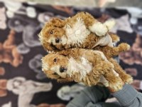BICOLOR MEDIUM POODLE BEBEKLERIMIZ