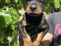 İri doberman yavrular