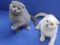 İstanbul içi 7/24 Adrese teslim scottish fold ponçikler