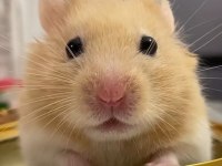 HAMSTER GONZALES YAVRULAR HERYERE GÖNDERİM