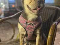 Yetişkin dişi french bulldog