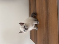 British Blue Point Bebeklerimiz