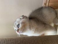 Güzeller güzeli cins scottish fold yavrularımız