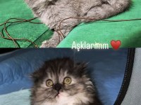 Scottish fold yavrular