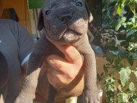 Blue cane corso yavrularım