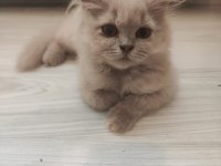 British longhair kedisi