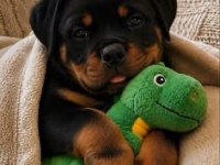 A Kalite Koca Kafa Rottweiler Yavrular