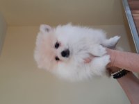 Irk garantili pomeranian