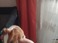 1 aylik ginepig yavrularım