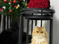 Golden British Longhair