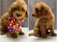 TOY POODLE 1 DİŞİ VE 1 ERKEK