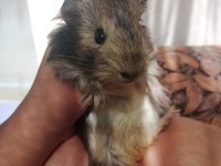Satılık ginepig