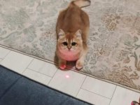 Ny12 golden british shorthair