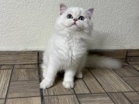 Muhteşem yakışıklı british longhair oğlum