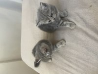 British Shorthair Blue Tabby Yavrular