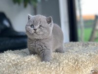 Tospik Kedimiz Gri British Shorthair 