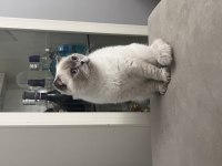 Pamuk scottish fold kızımıza yuva arıyoruz