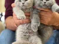 A KALİTE BİRİTSH SHORTHAİR YAVRULARIM