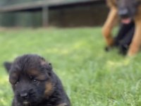 Orjinal alman kurdu köpeği