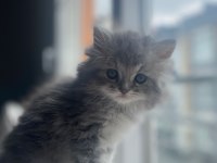 British Longhair 3 Aylık