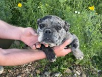 DİŞİ FRENCH BULLDOG MERLE 1.5 YAŞINDA