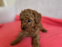 OYUNCAK BOY ORJİNAL KORE KAN TOY POODLE DIŞI YAVRULARIMIZ