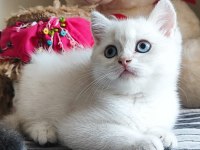 SCRLİ babadan safkan son dişi british shorthair bebek