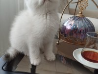 Satılık scottish fold