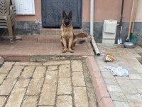 KALİTE İSTEYENLER ALMAN KURDU