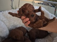 KALİTELİ ORJİNAL KOYU KOREKAN POODLE YAVRULARIMIZ