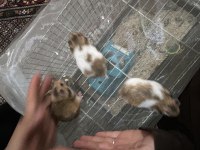 Son üç hamster miniğimiz
