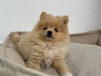 Pomeranian bebek