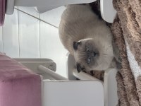 Blue point dişi scottish fold kedimizi çiftleştirmek