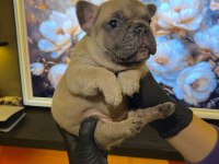 EGZOTİK FRENCH BULLDOG YAVRULARIM HARİKA RENKLER VE ANATOM