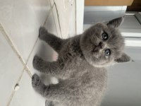 Yavru british longhair