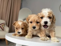 Maltipoo Adrese Teslim, Kapıda Ödeme Yapabilirsiniz