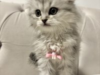 Scottish fold longhair dişi 2 aylık