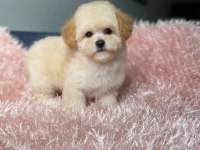 Üst Kalite Baby Face Maltipoo Yavrum