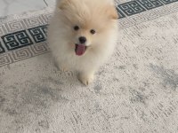 Erkek Aşılı Wc Eğitimi Başladı Ayıcık Surat Pomeranian