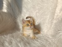 British shorthair golden oğlumuz