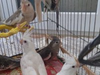 6 aylık sultan papağanlar