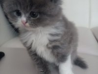 British longhair ve exotic shorthair