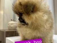 Pomeranian boo orjinal