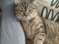 British shorthair kedimiz lily yeni yuvasını arıyor