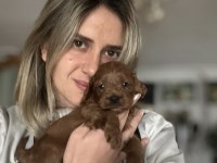 12 yıllık üreticiden maltipoo yavruları