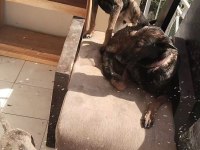 Genç malinois dişiler