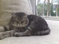Tam bir aile kedisi çok akıllı ve sağlıklı scottish fold
