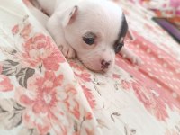 2.5 aylık dişi chihuahua