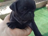 Pug mops yavrular