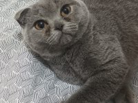 ALTI AYLIK DİŞİ SCOTTİSH FOLD KEDİMİ SAHİPLENDİRİYORUM